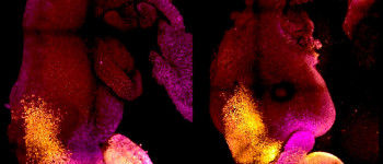 Вчені створили синтетичні ембріони мишей без сперматозоїдів та яйцеклітин