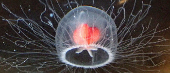 Вчені знайшли гени, які роблять безсмертних медуз безсмертними