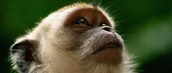Вчені генетично модифікували мавп, щоб виправити їх холестерин