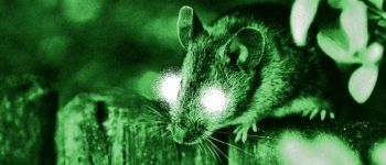 Вчені дають мишам «супер зір» за допомогою ін'єкцій