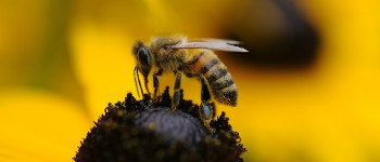 Вчені навчили бджіл відчувати запах коронавірусу