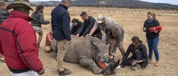 Вчені імплантують радіоактивний матеріал у ріг живого носорога, щоб отруїти будь-кого, хто його з'їсть