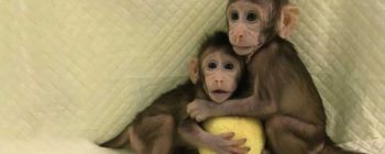 Вчені тільки що клонували мавп, люди можуть бути наступними