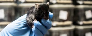Вчені відвертають хворобу Альцгеймера у мишей