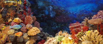 Вчені шоковані відкриттям величезного здорового коралу