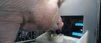 Вчені навчили свиней грати у відеоігри