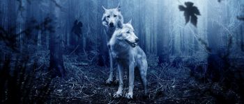 Вчені вперше вистежили вовка, що залишив Чорнобильську зону