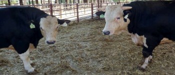 Вчені використовують генну техніку для розведення безрогих биків