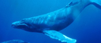 Вчені стверджують, що їм удалося успішно поспілкуватися з китом