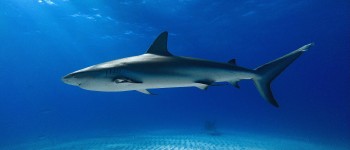 На Багамах в акул виявили кокаїн та кофеїн