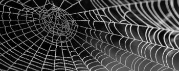 Шовк від павуків, що їдять графен, є одним з найміцніших матеріалів на Землі