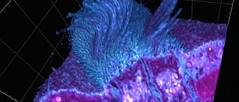 Приголомшливі 3D-зображення показують, як коронавірус заражає наші клітини