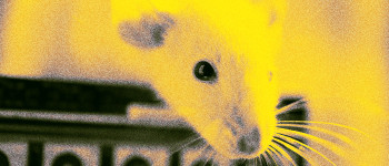 У мишей виявлена ​​приголомшлива нова здатність спалювати жир