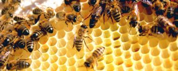 Дослідження показує, що фунгіциди можуть представляти серйозну загрозу для бджіл