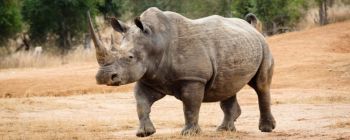 Синтетичні роги носорогів створені для викорінення браконьєрства