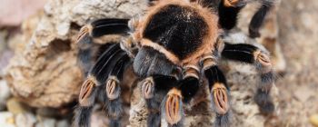 Нова біологія: більше 50 видів павуків були виявлені тільки що