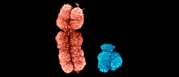 Чоловіча Y-хромосома нарешті повністю секвенована