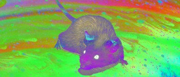 Молекулярний «кіготь» витягує уран з опромінених мишей