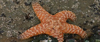 Це не «руки» у морських зірок, кажуть вчені