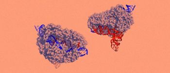 Крихітний новий білок може зробити генне редагування менш ризикованим
