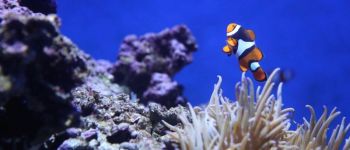 Для захисту коралових рифів дослідники потребують юридичної допомоги