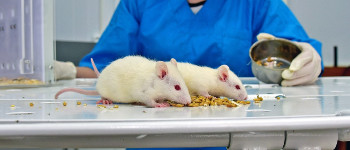 Вакцина успішно затримує елементи старіння у мишей