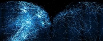 Створена найбільша нейронна карта мозку на сьогодні