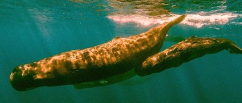 Звіт: кити - це «природне розв'язання проблеми зміни клімату»