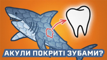Чи справді акули ззовні покриті зубами?