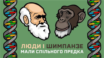 Люди і шимпанзе мають спільне походження. ДНК-докази