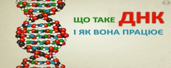 Що таке ДНК і як вона працює