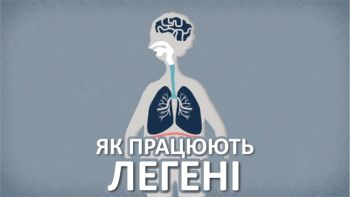 Як працюють легені